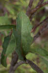 Kidneyleaf rosinweed